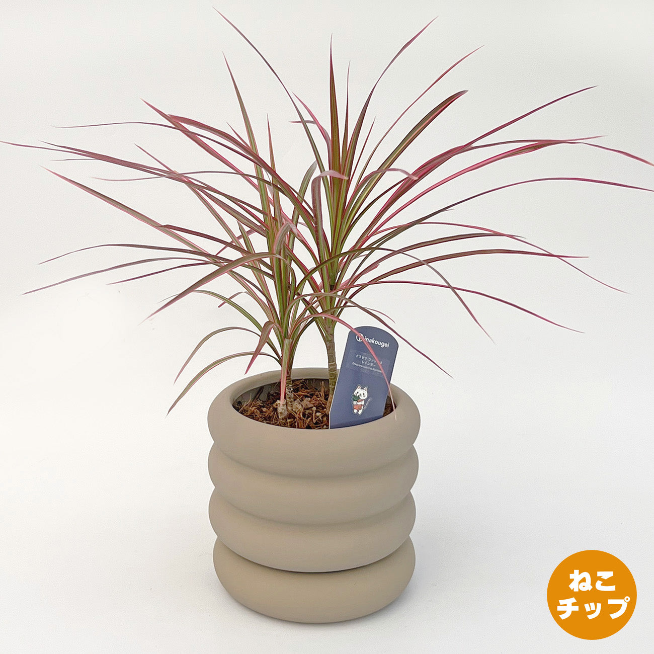 【現品販売】ドラセナ コンシンネ レインボー 陶器鉢 おしゃれ 受け皿付き ねこチップ 斑入り ピンク