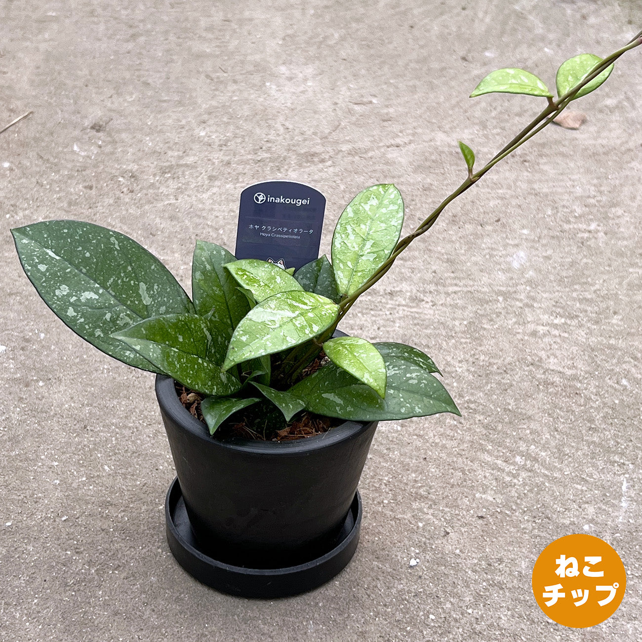 【現品販売】ホヤ クラシペティオラータ スプラッシュ 3号 プラスチック鉢 BLACK PLASTIC POT ねこチップ