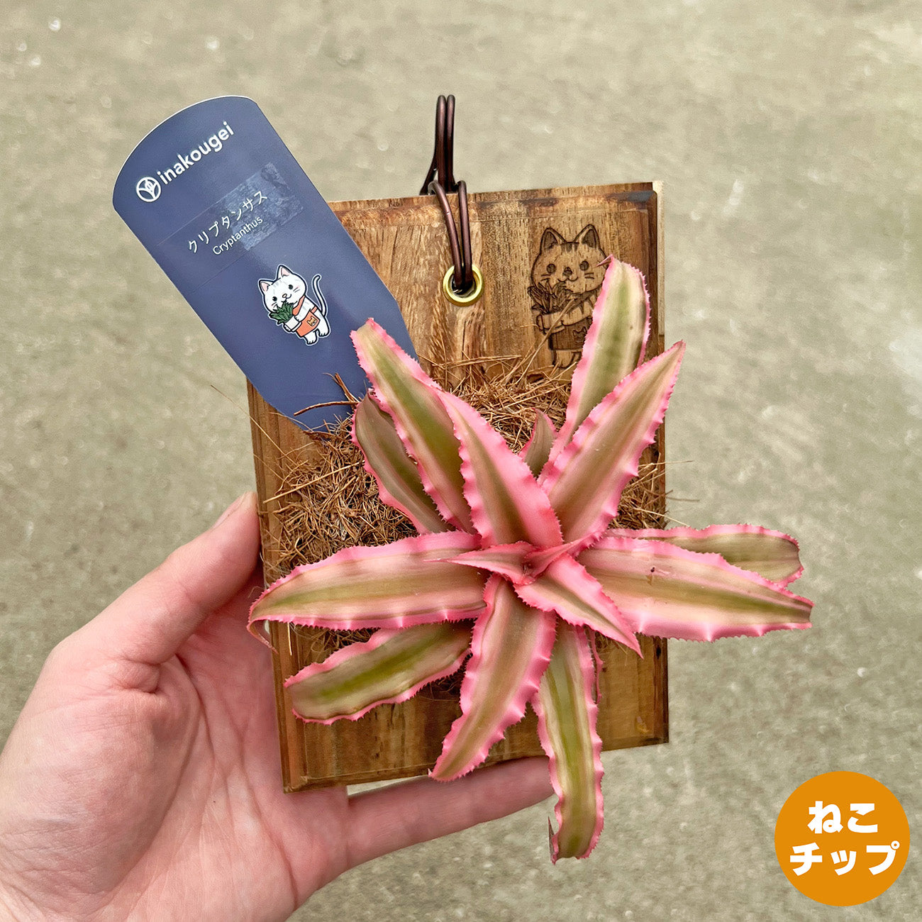 【現品販売】クリプタンサス ピンクスター 板付け ねこのふわふわEX ねこの着生板