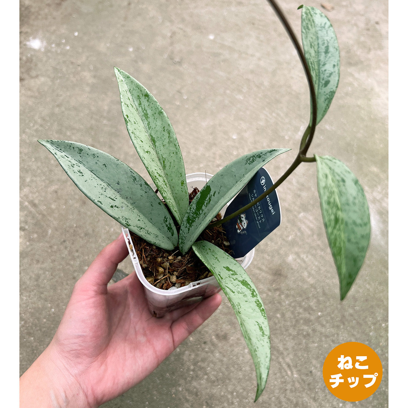 【現品販売】ホヤ プビカリクス シルバーゴースト Hoya Pubicalyx silver ghost 希少 レア ねこチップ