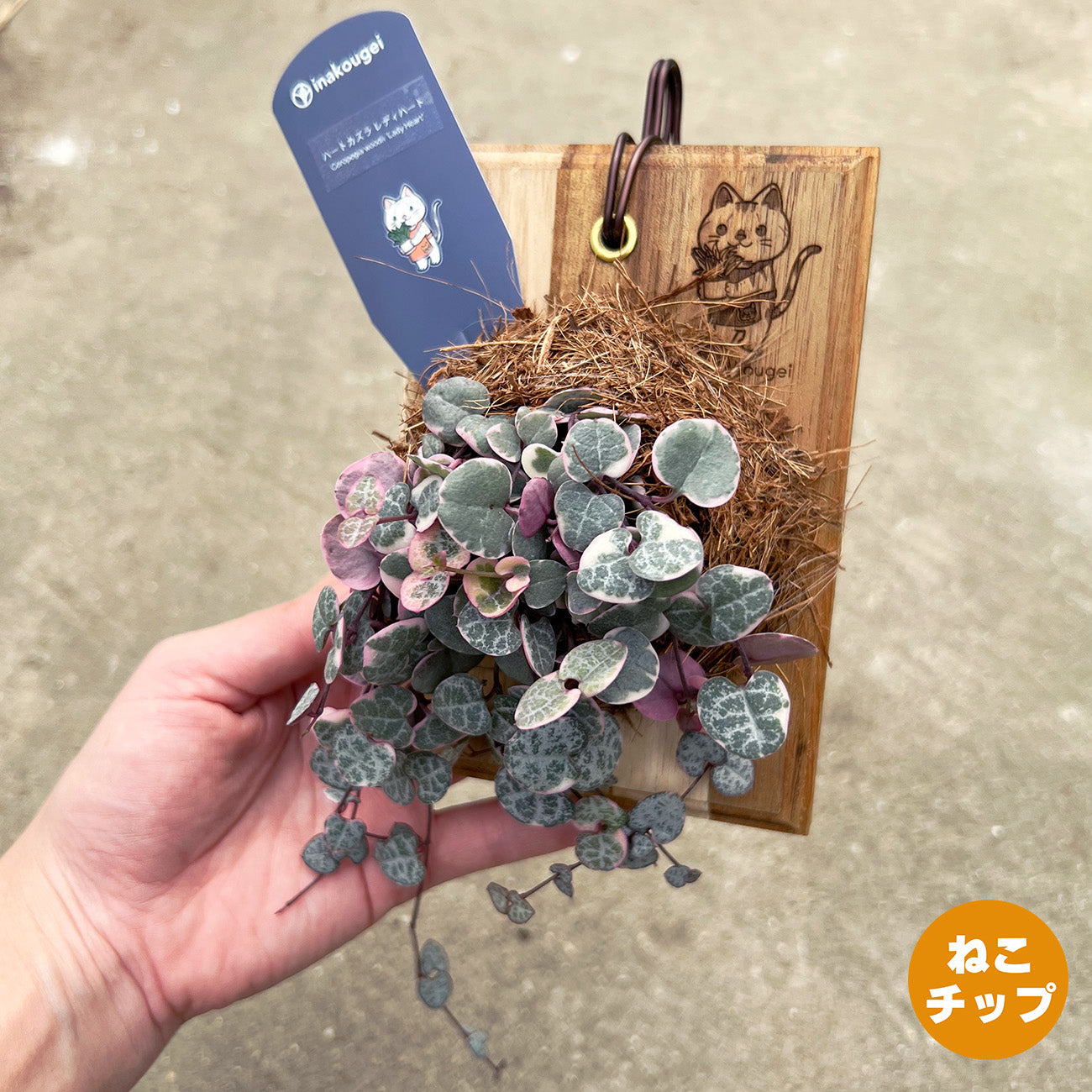 【現品販売】ハートカズラレディハート 板付け ねこのふわふわEX ねこの着生板