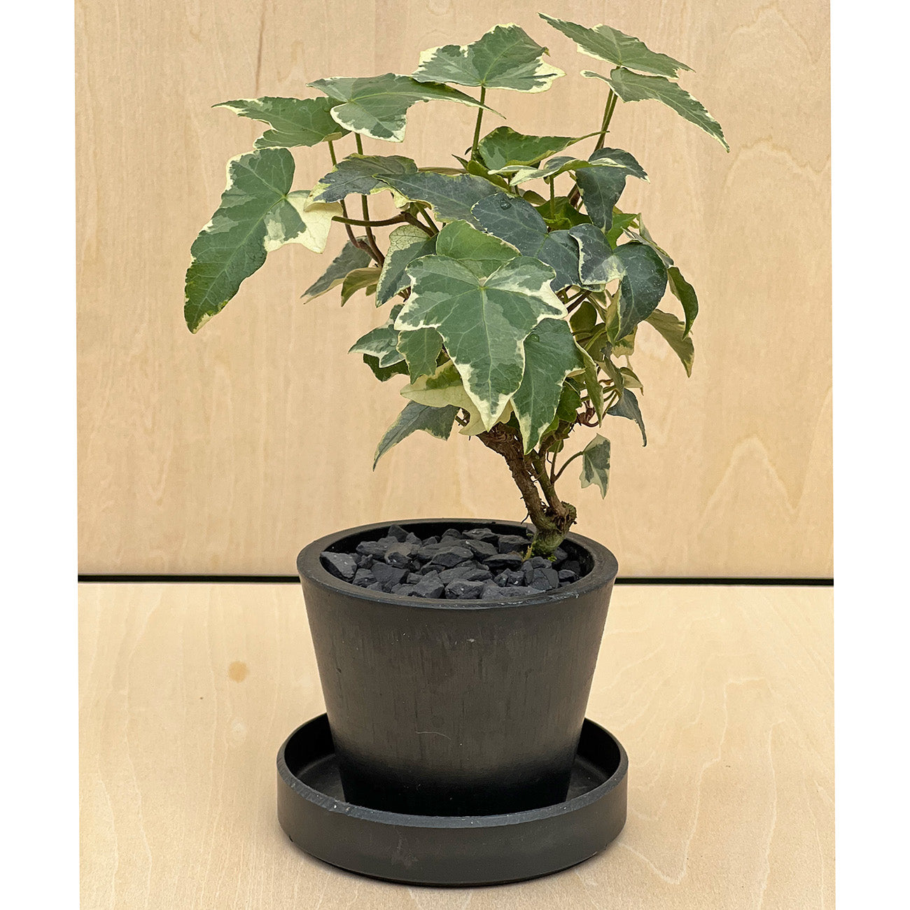 【現品販売】へデラ ミニ盆栽仕立て 2.5号 BLACK PLASTIC POT 受け皿付き