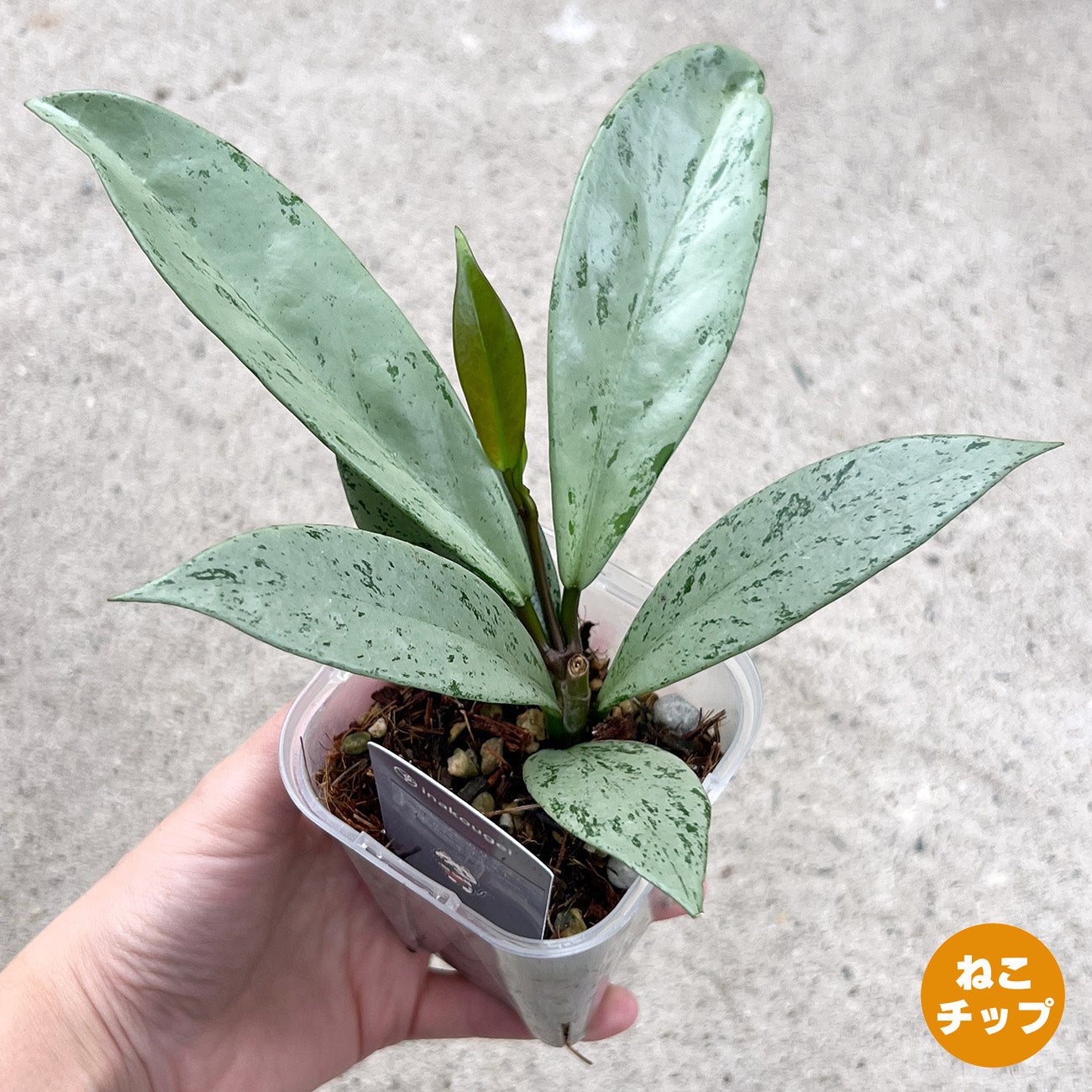 【現品販売】ホヤ プビカリクス シルバーゴースト Hoya Pubicalyx silver ghost 希少 レア ねこチップ 1