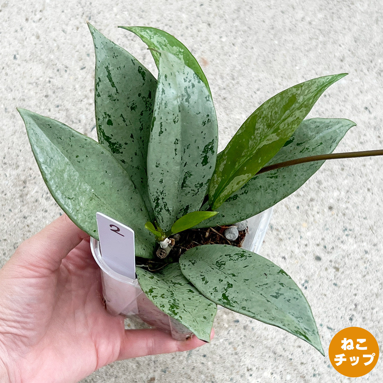 【現品販売】ホヤ プビカリクス シルバーゴースト Hoya Pubicalyx silver ghost 希少 レア ねこチップ 2