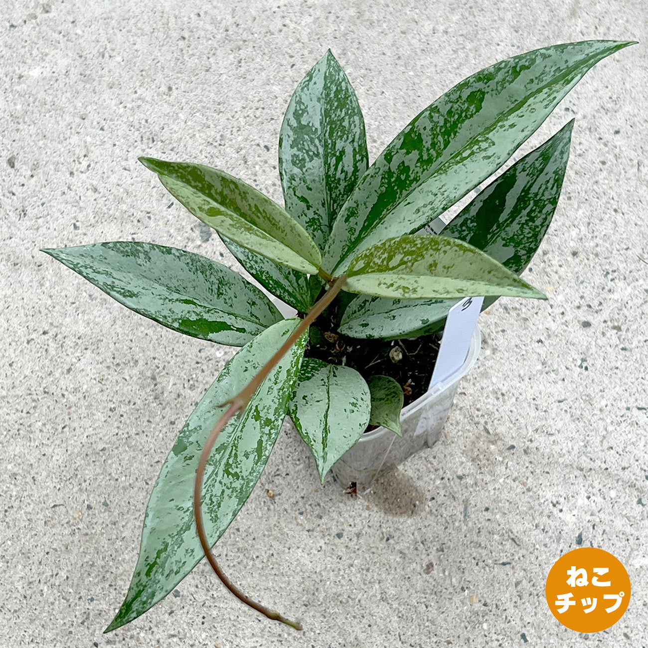 【現品販売】ホヤ プビカリクス シルバーゴースト Hoya Pubicalyx silver ghost 希少 レア ねこチップ 3