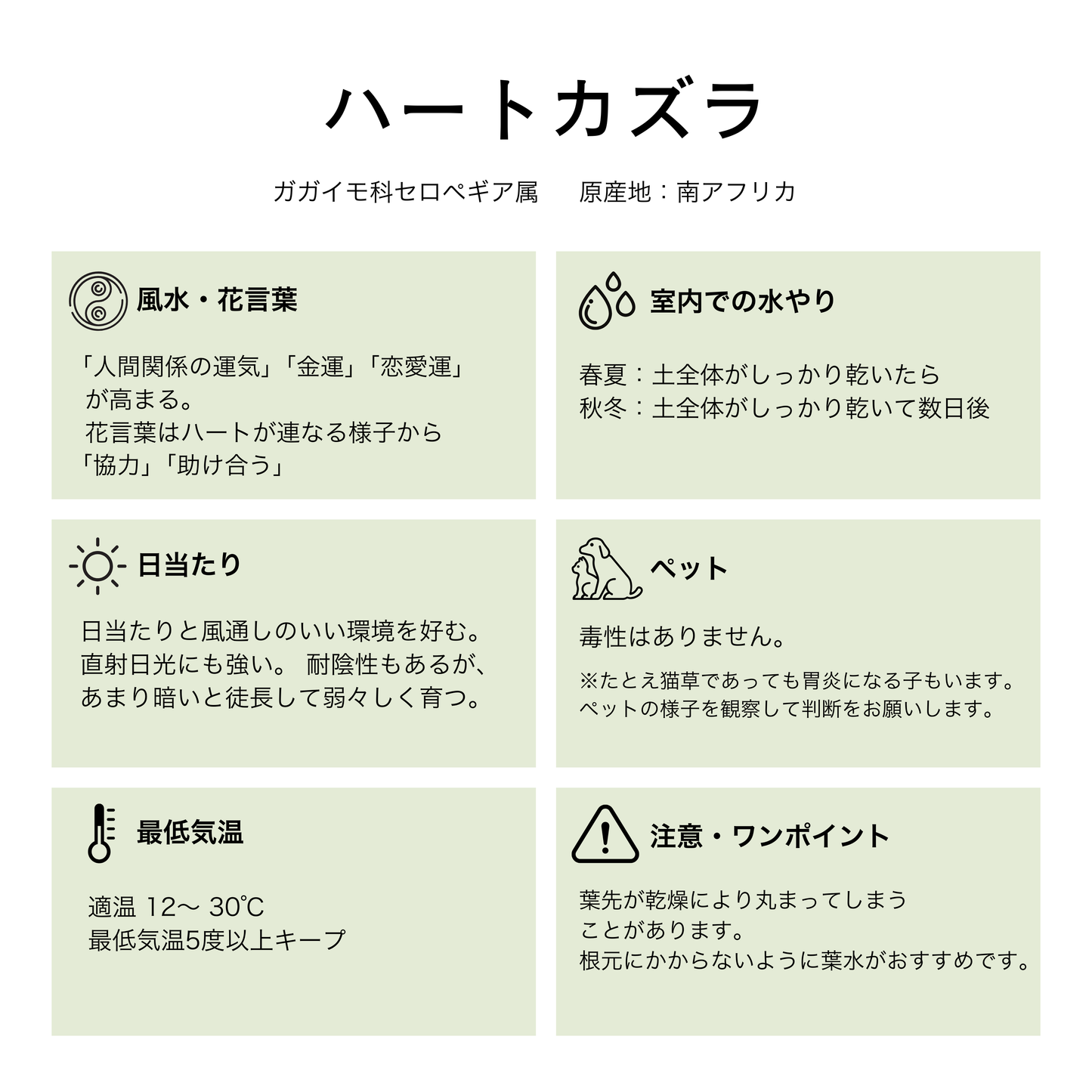ハートカズラ 15点セット 3号