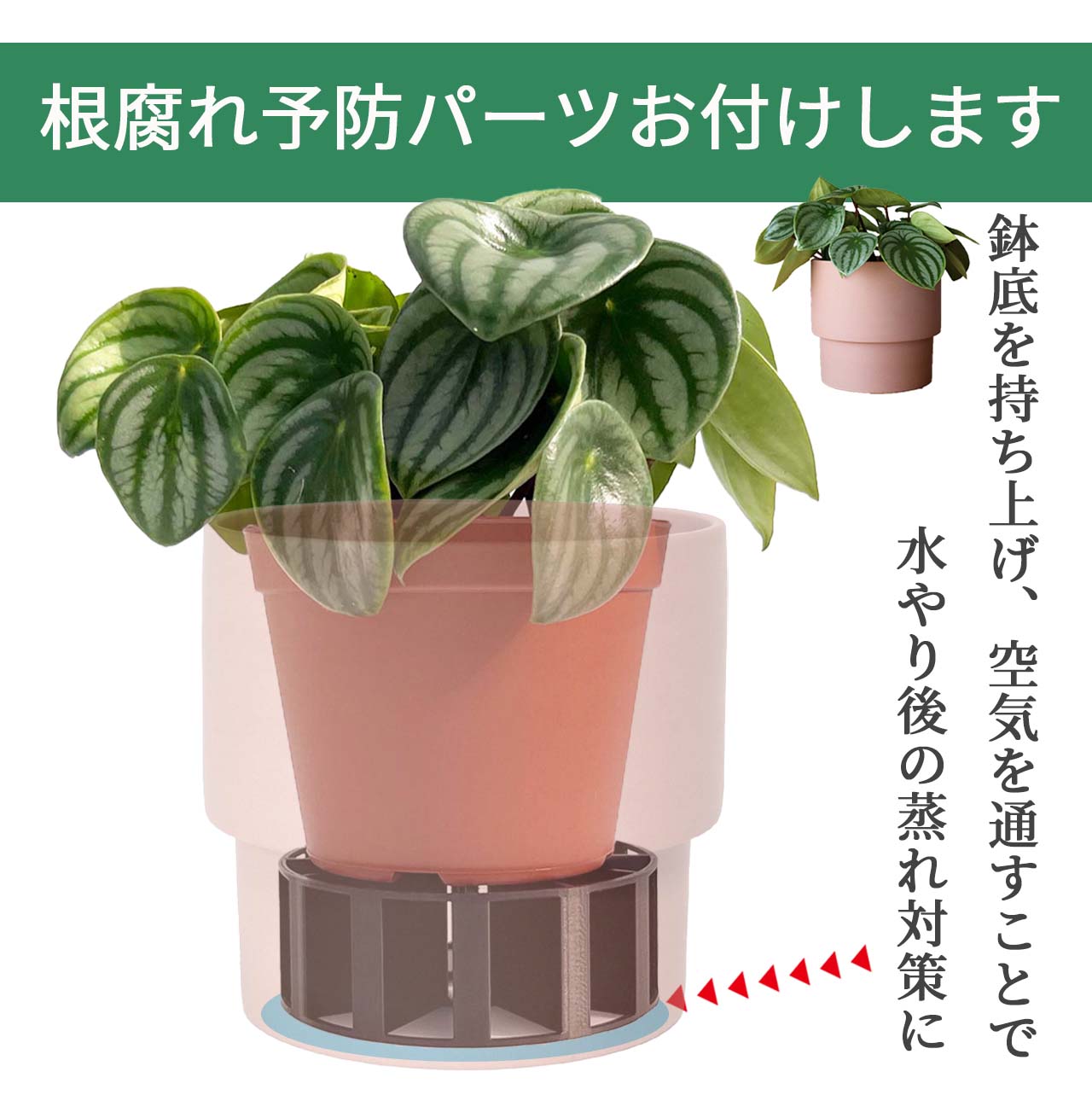 サンスベリア 2号 ミニサイズ 金属製鉢カバー入り