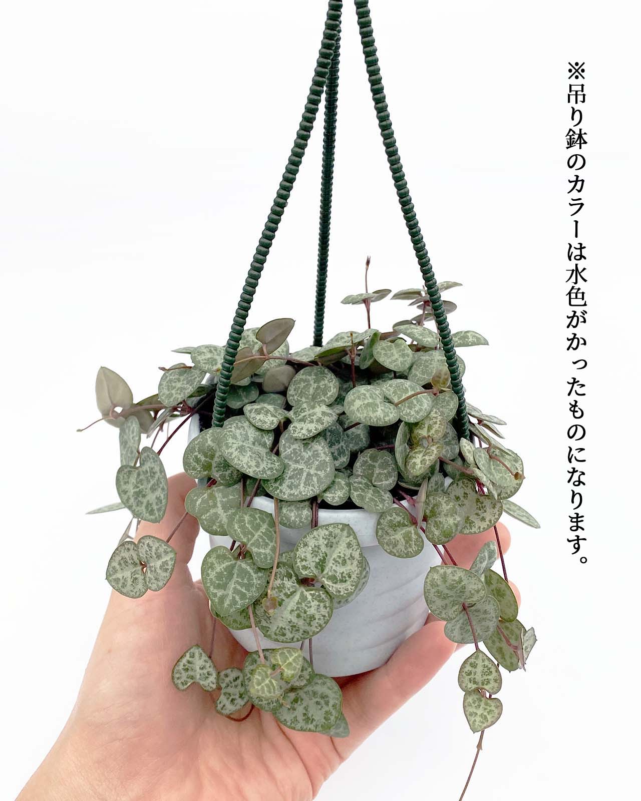 ハートカズラ 15点セット 3号