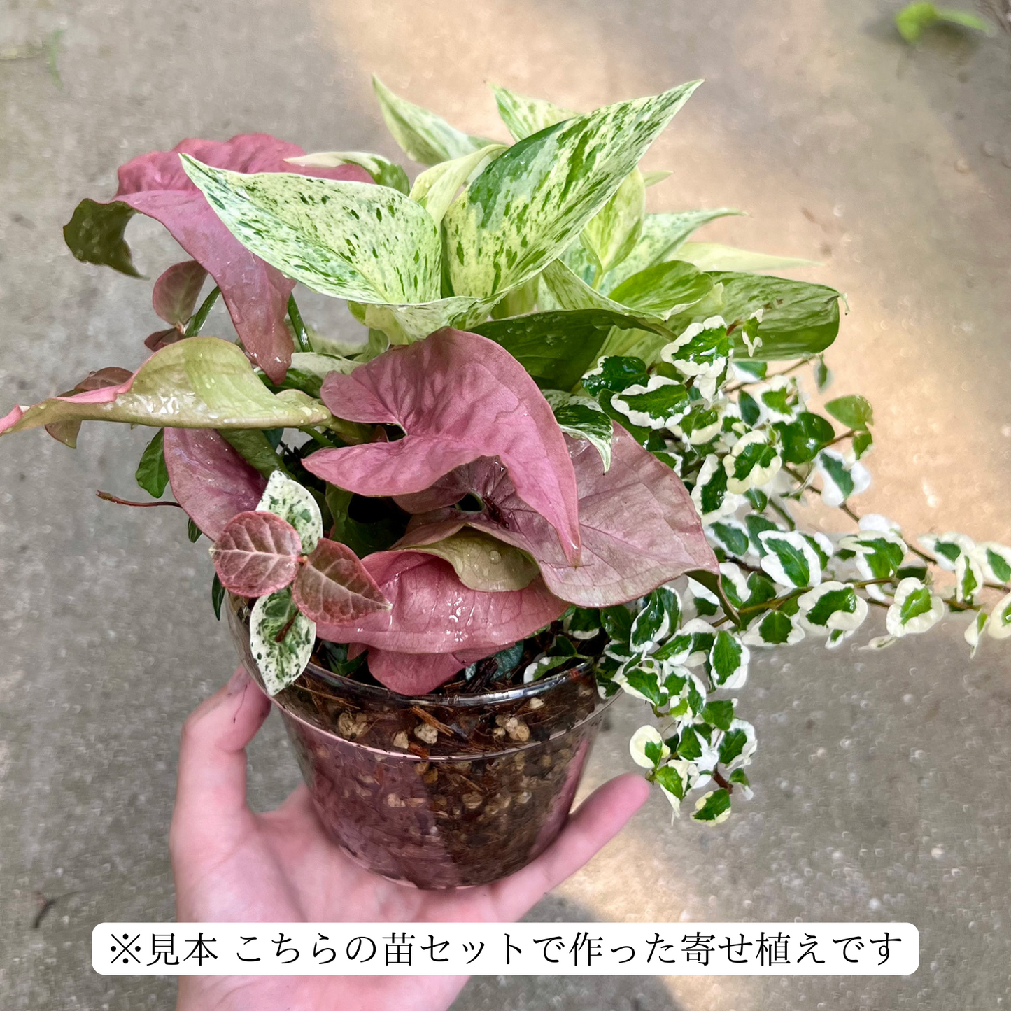【寄せ植え苗4点セット】 ポトスマーブルクイーン ハツユキカズラ シンゴニウムネオン フィカスプミラ