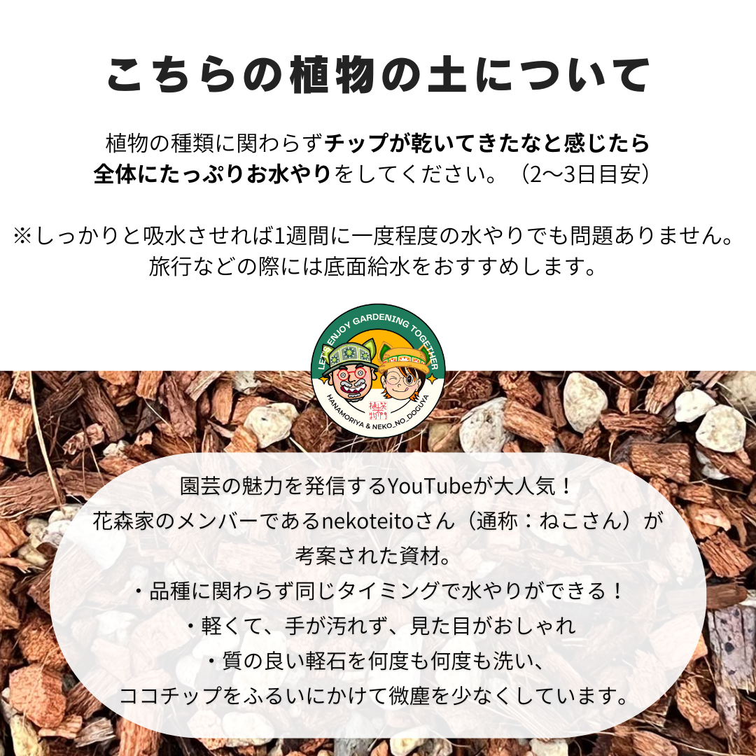 【現品販売】ハイビスカス 斑入り カラーリーフ 4号 陶器鉢 受け皿付き マットブラック ねこチップ