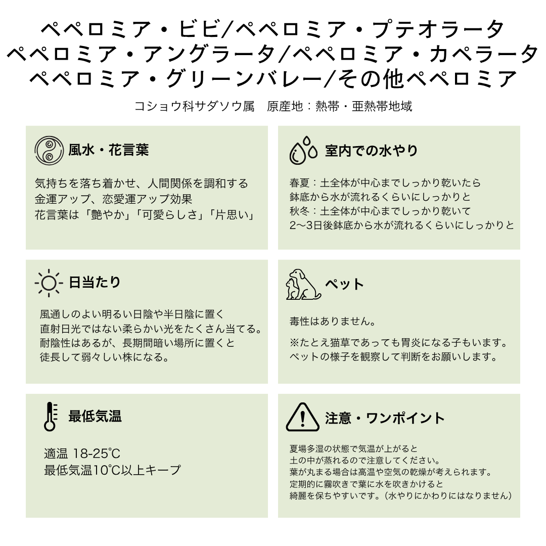 ペペロミア・ビビ/プテオラータ/アングラータ/カペラータ/グリーンバレー/その他