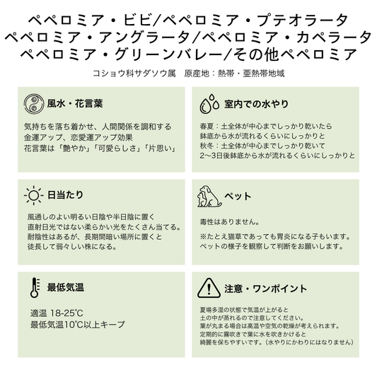 ペペロミア・ビビ/プテオラータ/アングラータ/カペラータ/グリーンバレー/その他