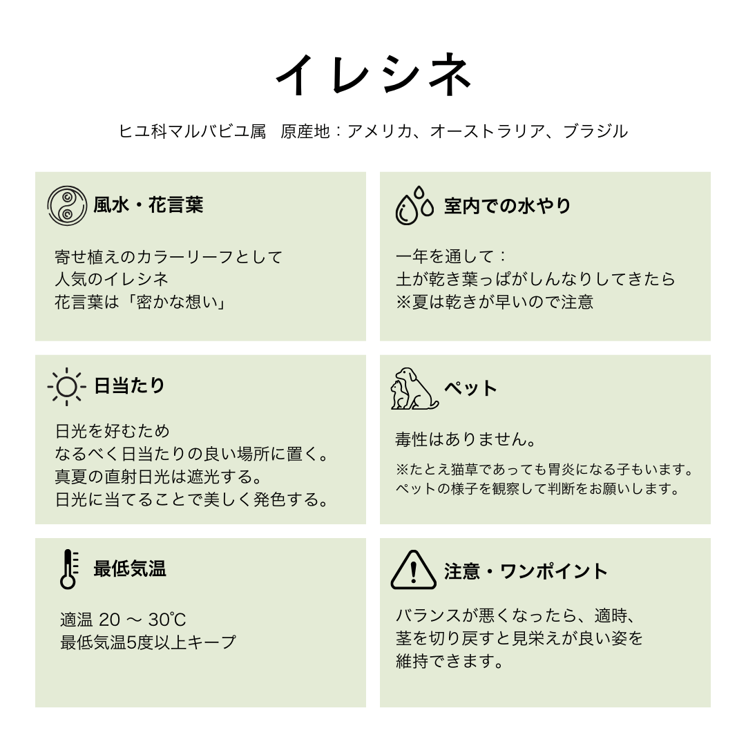 イレシネ