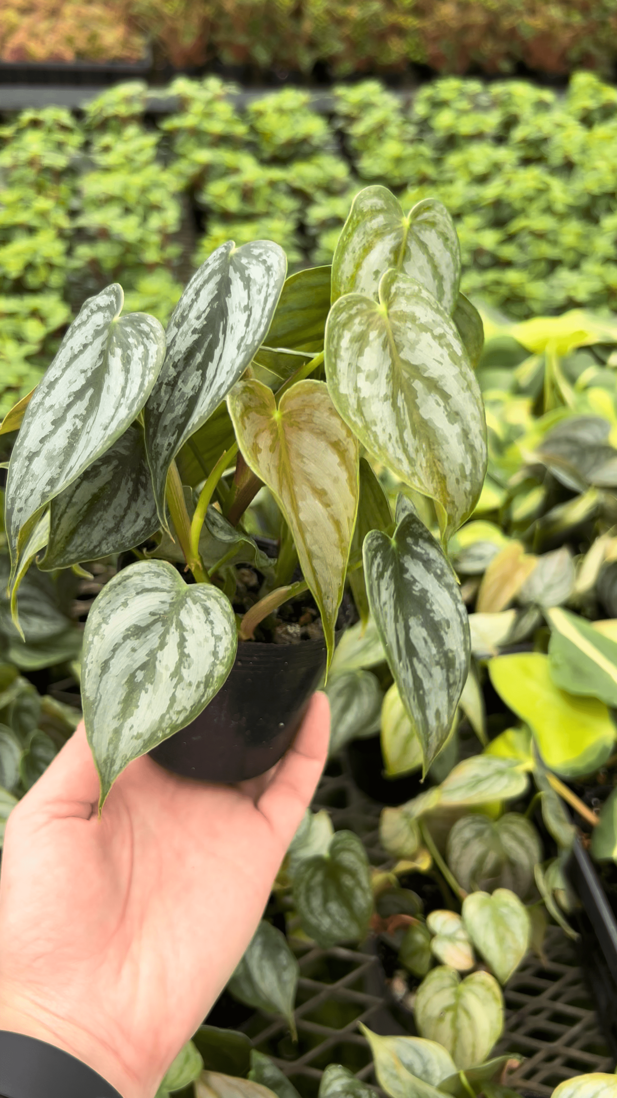 フィロデンドロン ブランディアナム – inakougei フィロデンドロン ブランディアナム – inakougei