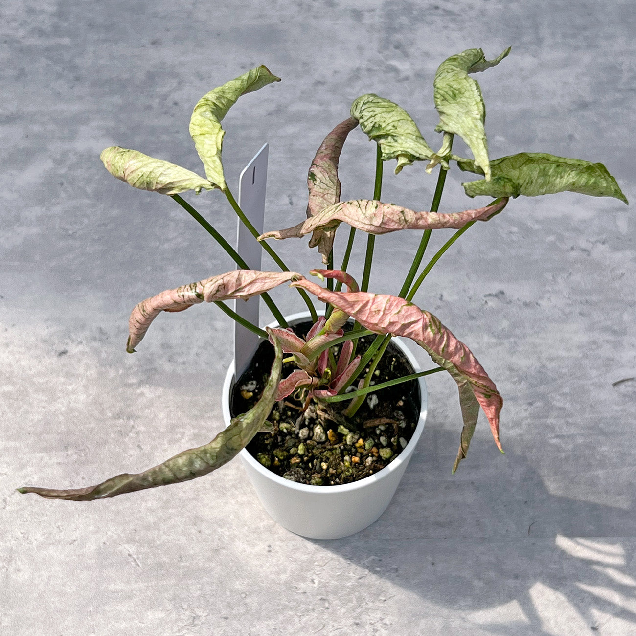【現品販売】シンゴニウム ピンクローリー Syngonium Pink Rolli 希少 レア 直径8cm鉢 1