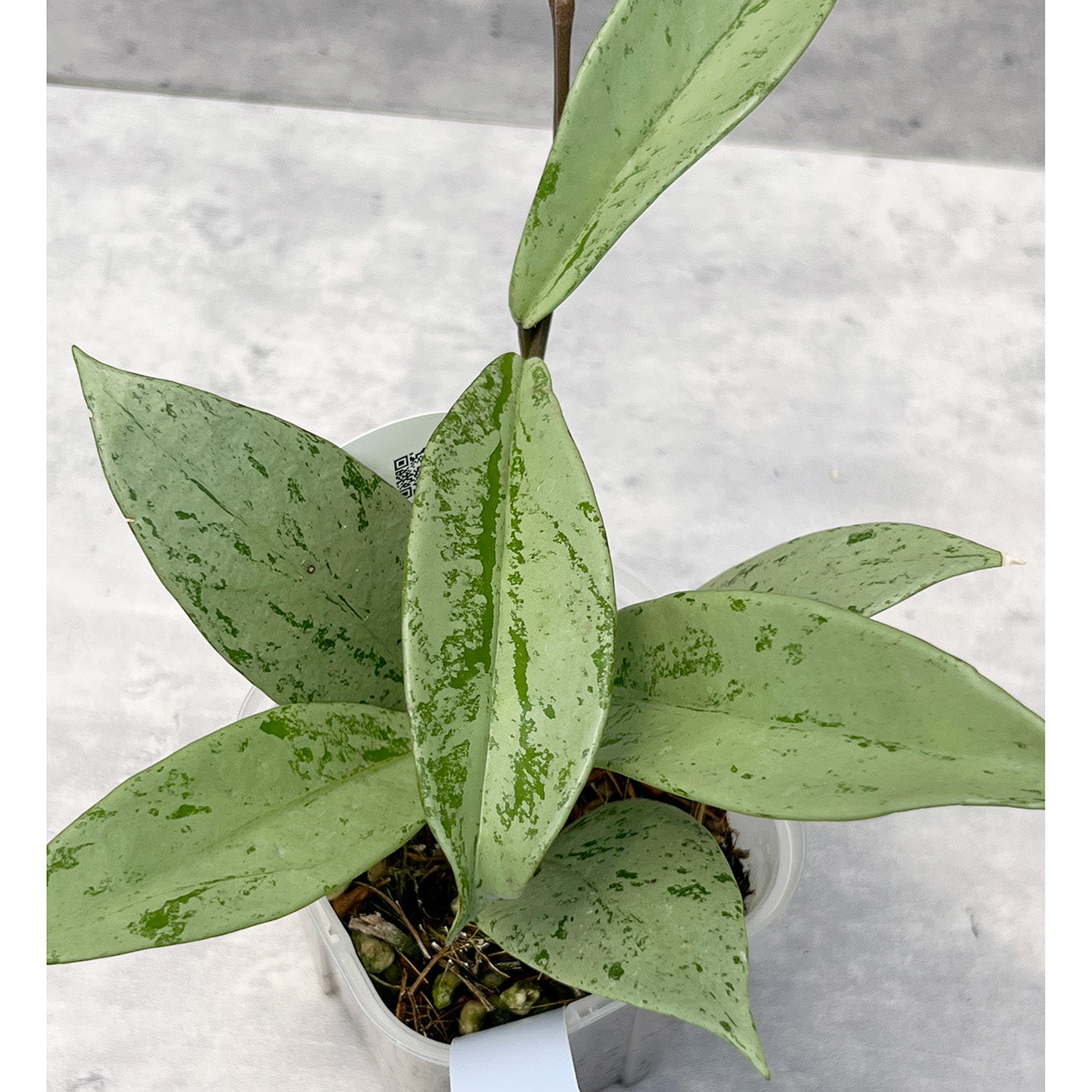 【現品販売】ホヤ プビカリクス シルバーゴースト Hoya Pubicalyx silver ghost 希少 レア ねこチップ 1