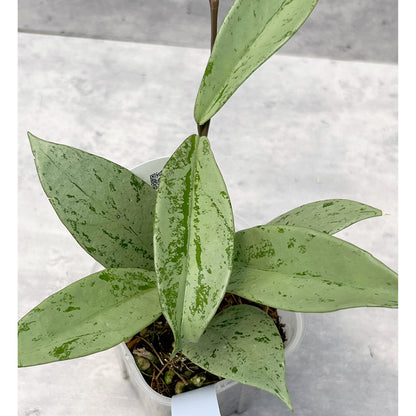 【現品販売】ホヤ プビカリクス シルバーゴースト Hoya Pubicalyx silver ghost 希少 レア ねこチップ 1