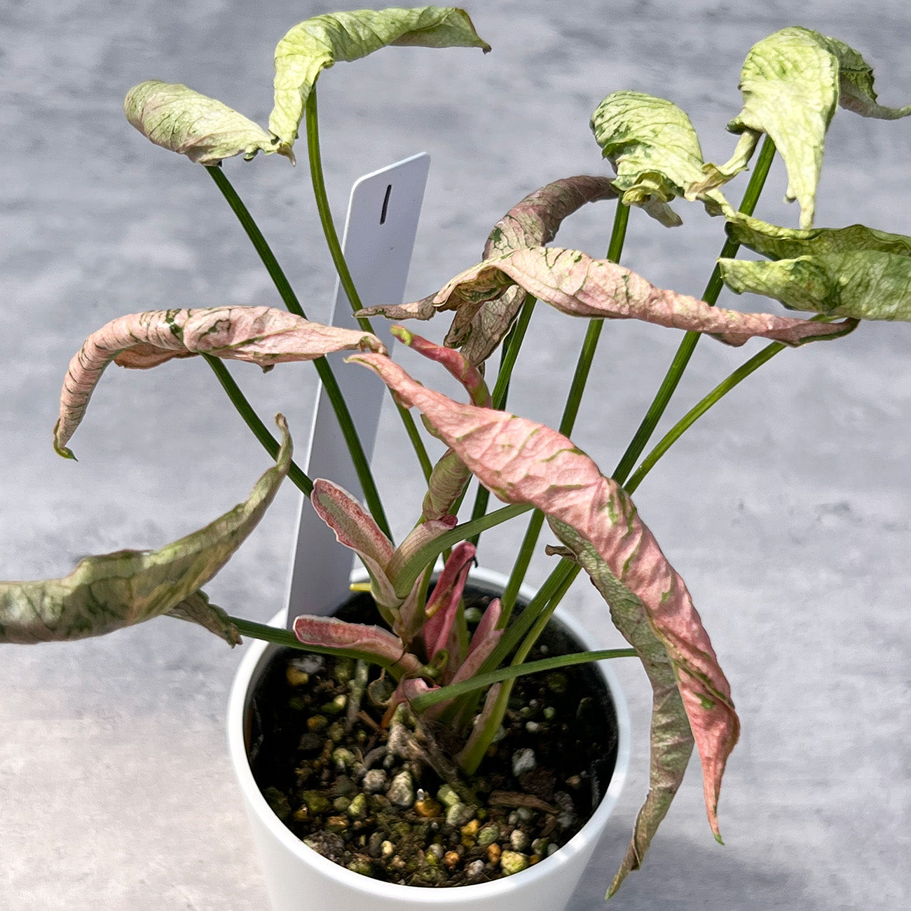 【現品販売】シンゴニウム ピンクローリー Syngonium Pink Rolli 希少 レア 直径8cm鉢 1