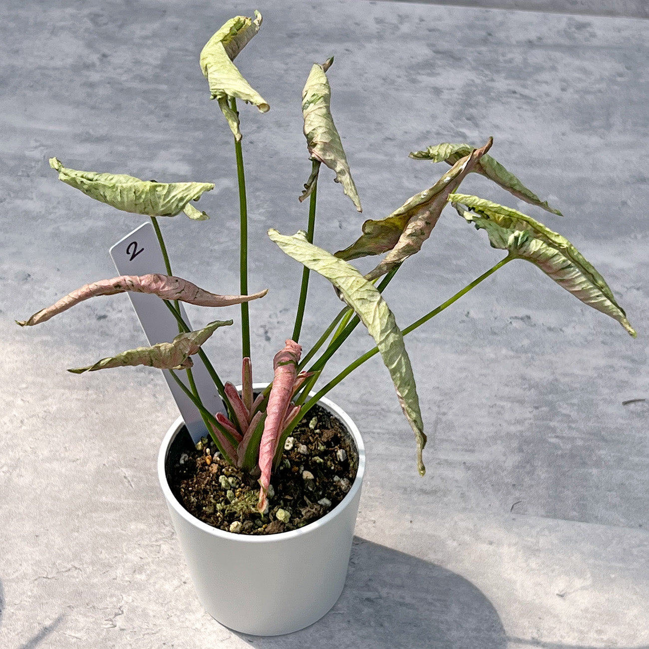 【現品販売】シンゴニウム ピンクローリー Syngonium Pink Rolli 希少 レア 直径8cm鉢 2