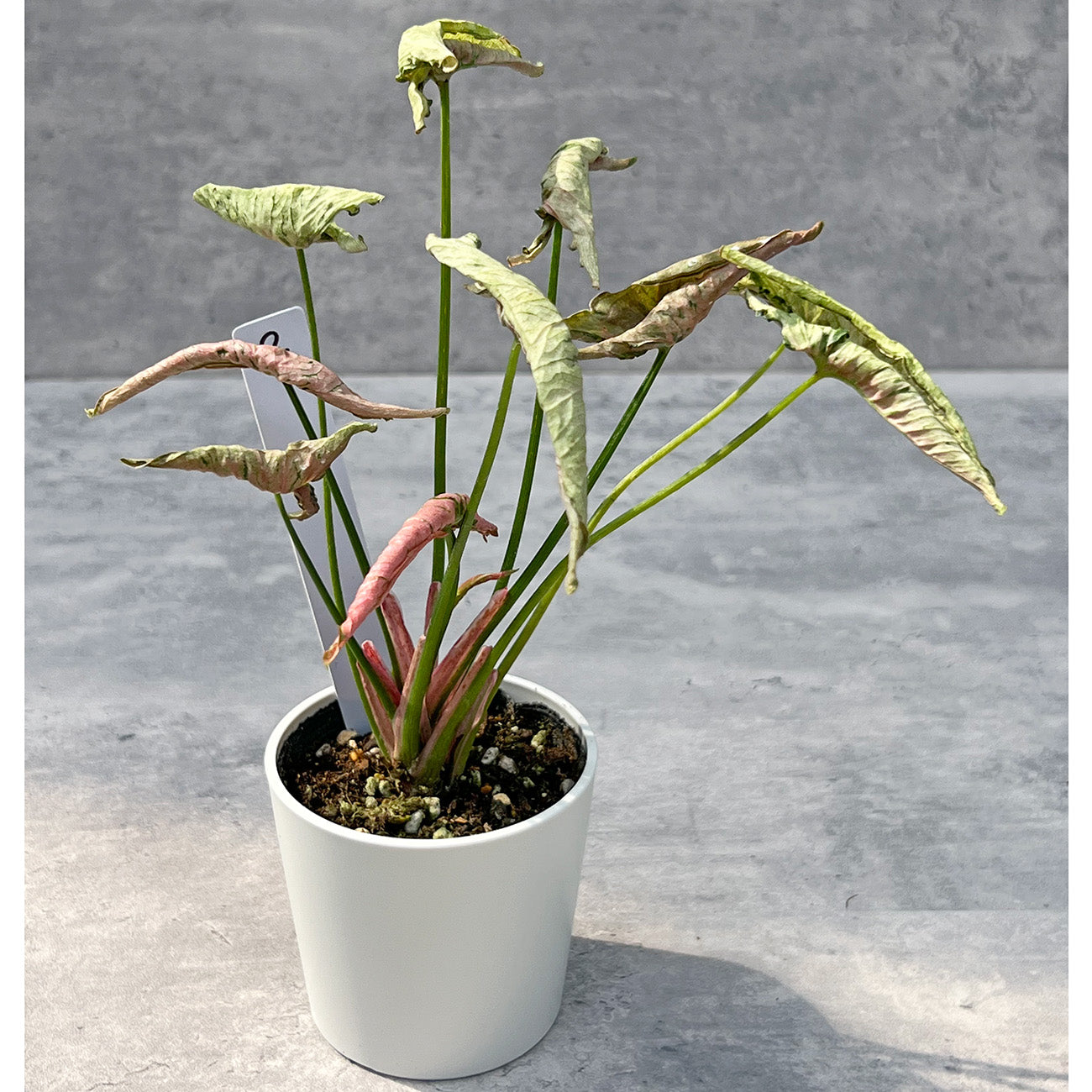 【現品販売】シンゴニウム ピンクローリー Syngonium Pink Rolli 希少 レア 直径8cm鉢 2