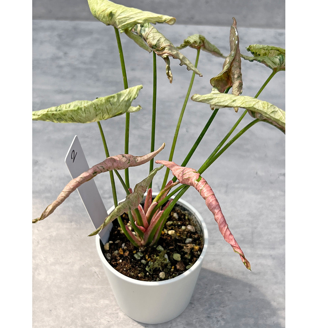 【現品販売】シンゴニウム ピンクローリー Syngonium Pink Rolli 希少 レア 直径8cm鉢 2
