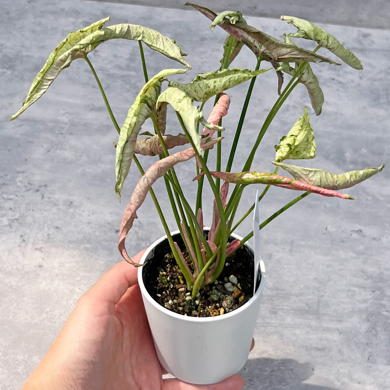【現品販売】シンゴニウム ピンクローリー Syngonium Pink Rolli 希少 レア 直径8cm鉢 3