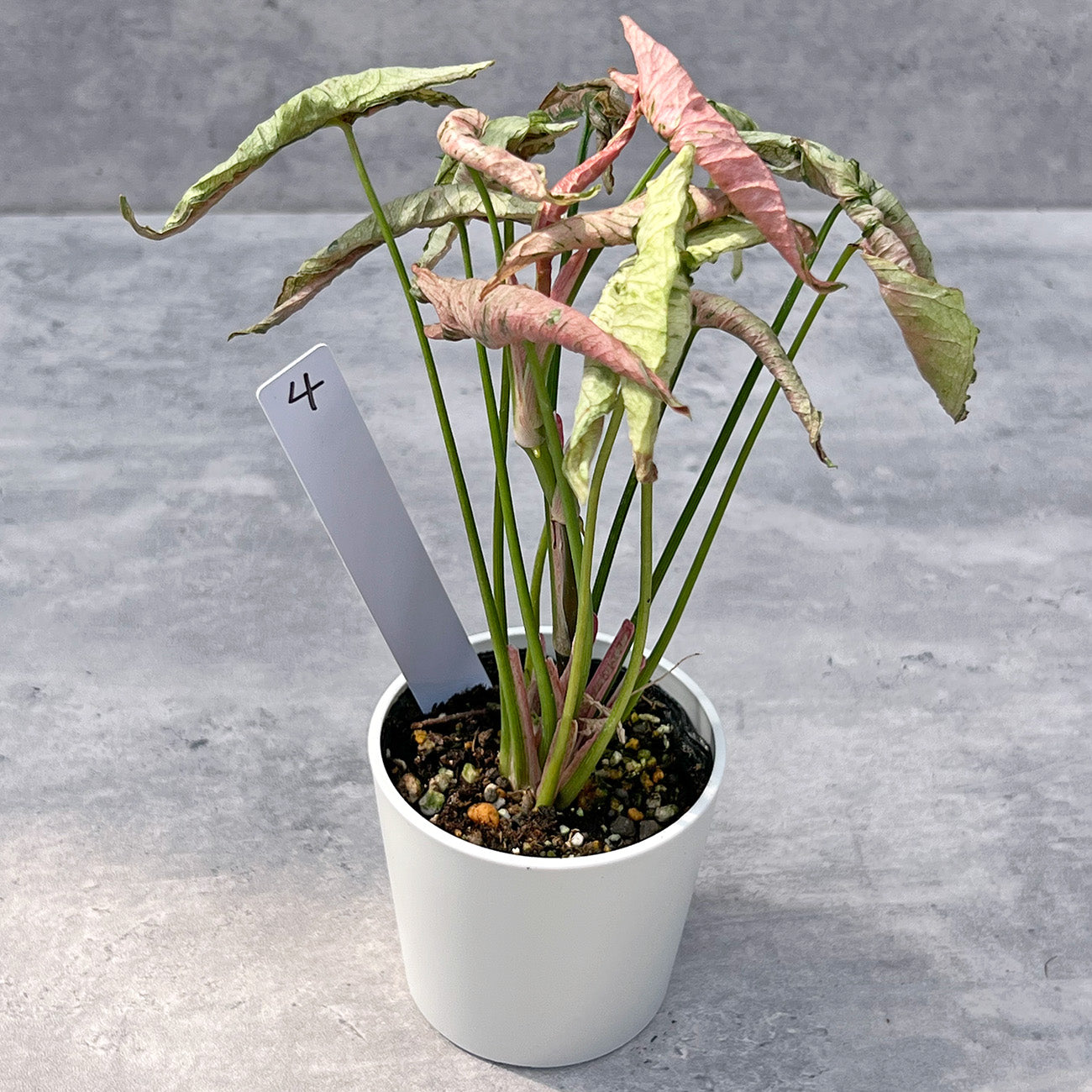 【現品販売】シンゴニウム ピンクローリー Syngonium Pink Rolli 希少 レア 直径8cm鉢 4