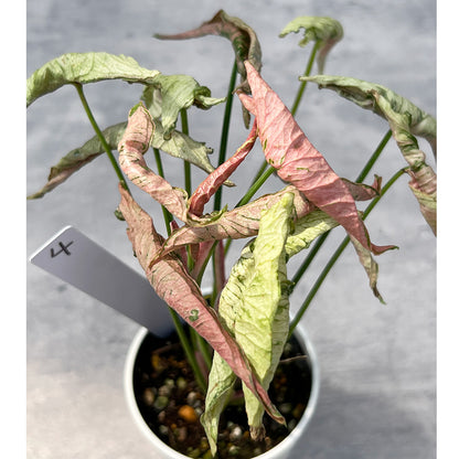 【現品販売】シンゴニウム ピンクローリー Syngonium Pink Rolli 希少 レア 直径8cm鉢 4