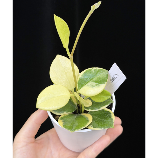 【一点もの】ホヤ オーストラリス ホワイトマージン Hoya australis 'White Margin' 20