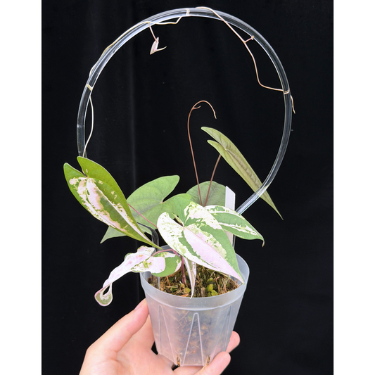 【一点もの】 Dioscorea filiformis ‘Gamma Ray’　ねこチップSS植え 激レア