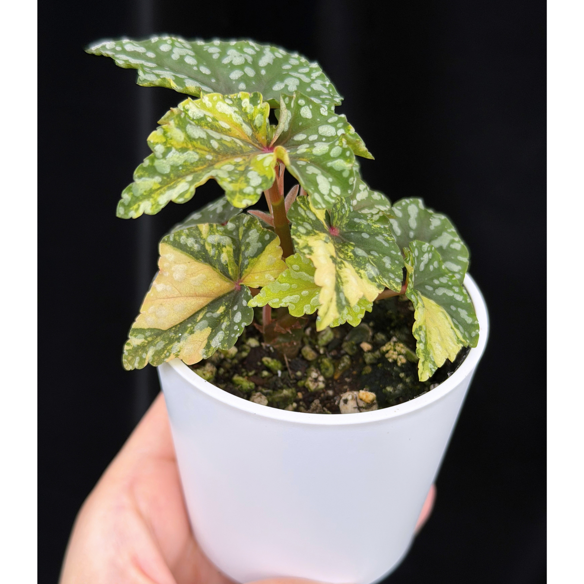 【一点もの】ベゴニア 出雲の煌星 斑入り Izumo no Kiraboshi variegated 希少 激レア 17
