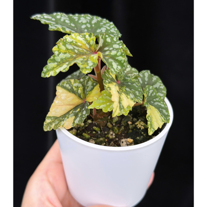 【一点もの】ベゴニア 出雲の煌星 斑入り Izumo no Kiraboshi variegated 希少 激レア 17