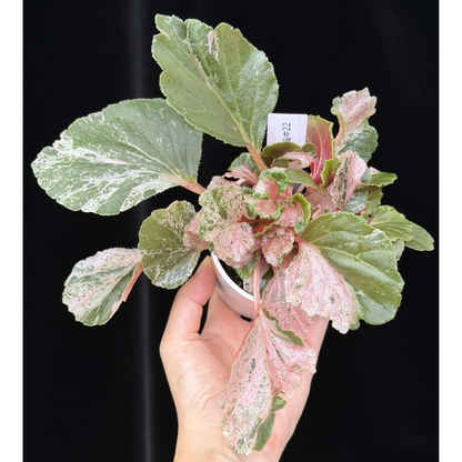 【一点もの】ベゴニア ククラータ ピンク斑入り begonia cucullata Pink variegated 希少 レア 22