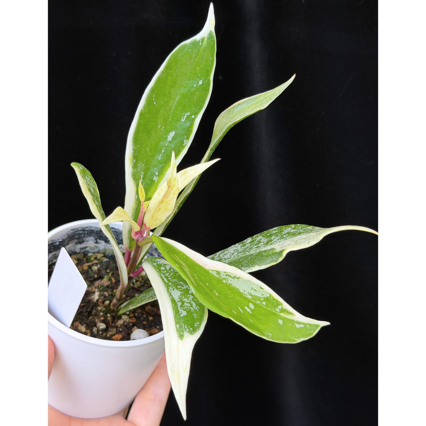 【一点もの】ホヤ プビカリクス ピンクシルバー アルボマギナータ スプラッシュ Hoya Pubicalyx pink silver albomarginata splash 希少 レア 10