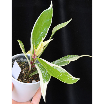 【一点もの】ホヤ プビカリクス ピンクシルバー アルボマギナータ スプラッシュ Hoya Pubicalyx pink silver albomarginata splash 希少 レア 10