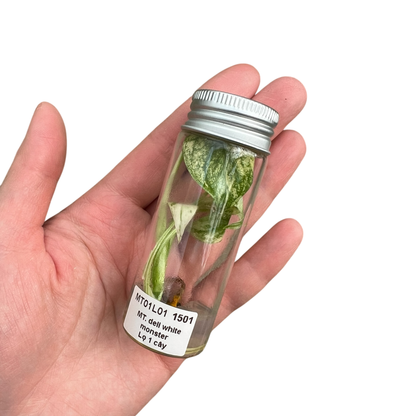モンステラ デリシオーサ  ホワイトモンスター 組織培養（Tissue Culture）株 ビトロ苗 瓶入り 無菌苗 TC株