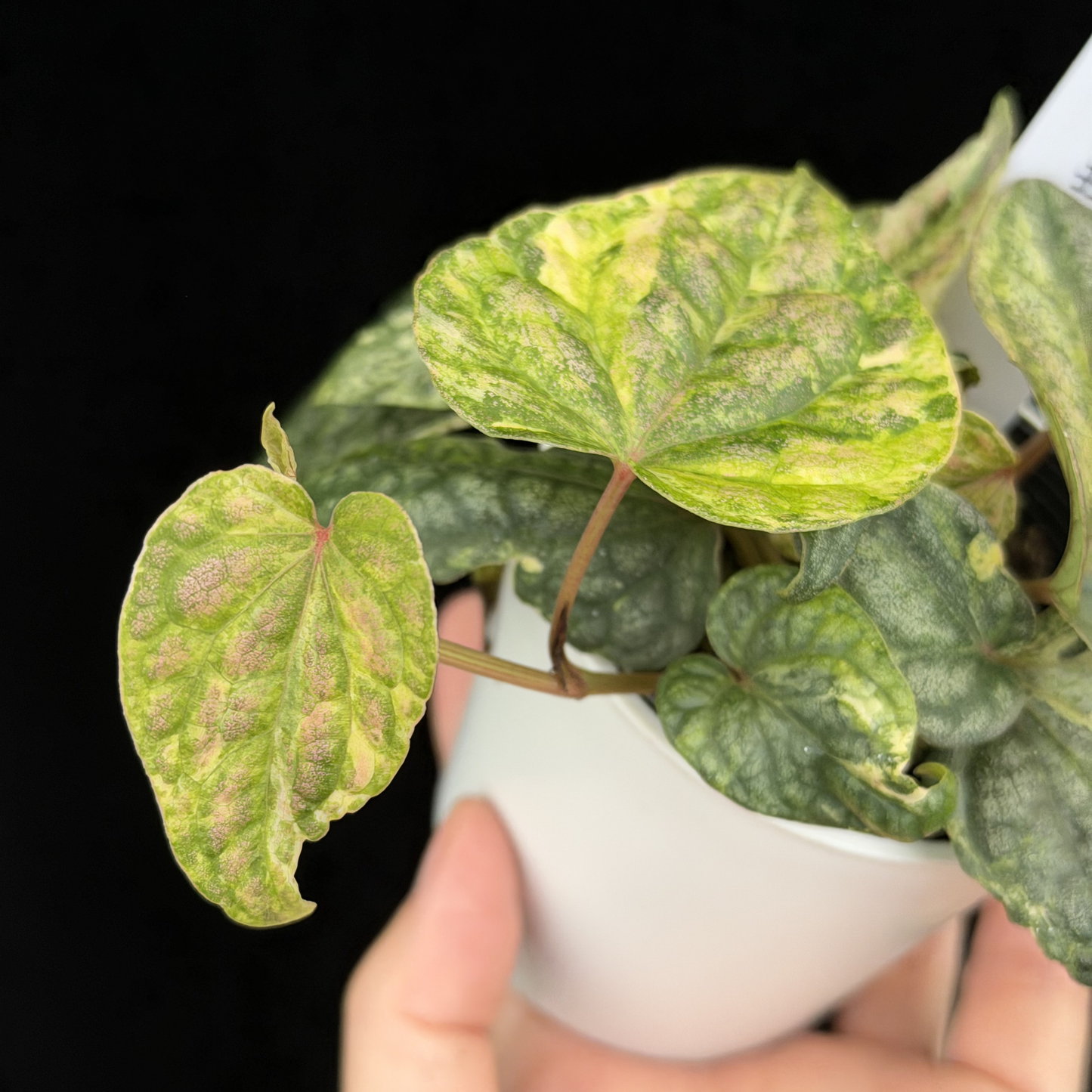 【一点もの】Piper sylvaticum variegated  ピペル シルバティクム斑入り 7