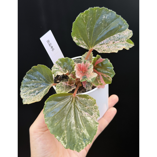 【一点もの】ベゴニア ククラータ ピンク斑入り begonia cucullata Pink variegated 希少 レア 6
