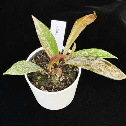 【一点もの】Hoya Pubicalyx Pink Silver albomarginata splash 希少 レア 6