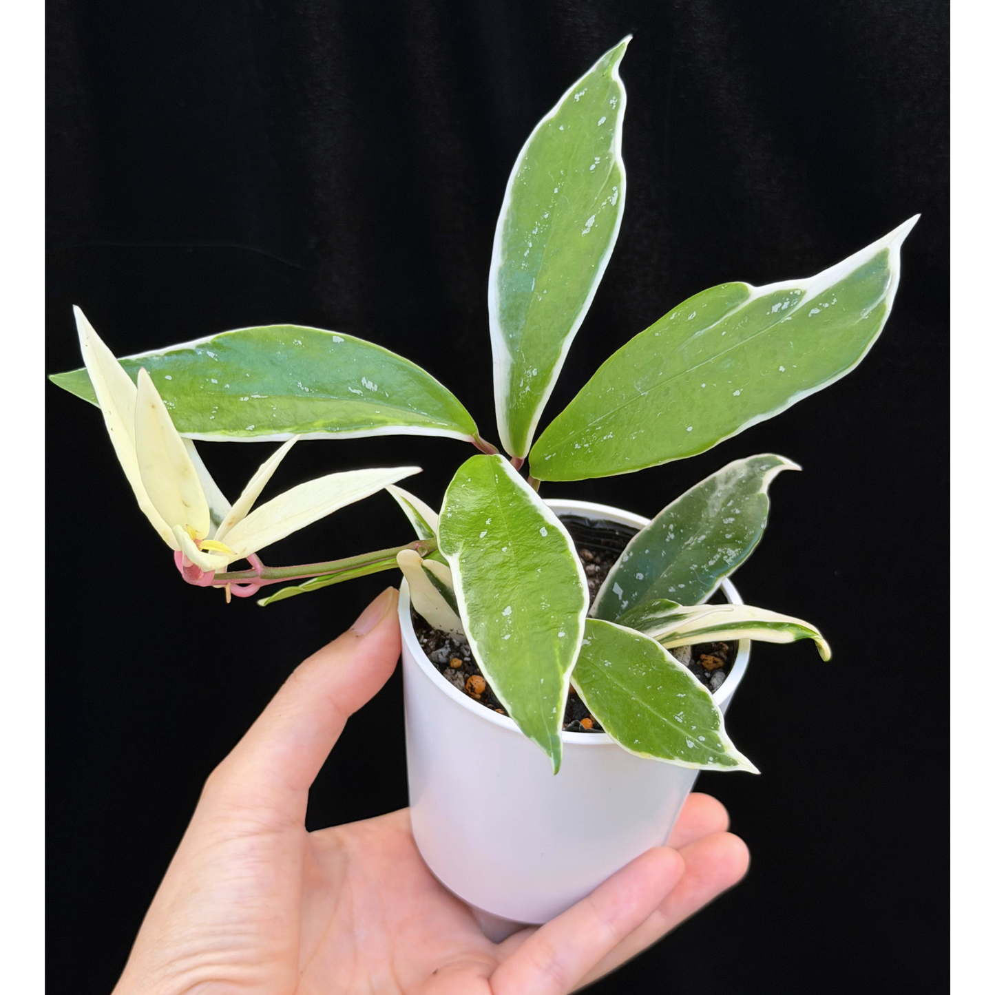 【一点もの】ホヤ プビカリクス ピンクシルバー アルボマギナータ スプラッシュ Hoya Pubicalyx pink silver albomarginata splash 希少 レア