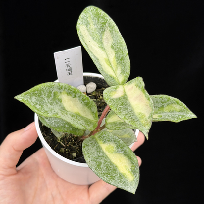 【一点もの】ホヤ・アルゲンティア・プリンセス Hoya carnosa 'Argentea Princess'  希少 レア 11