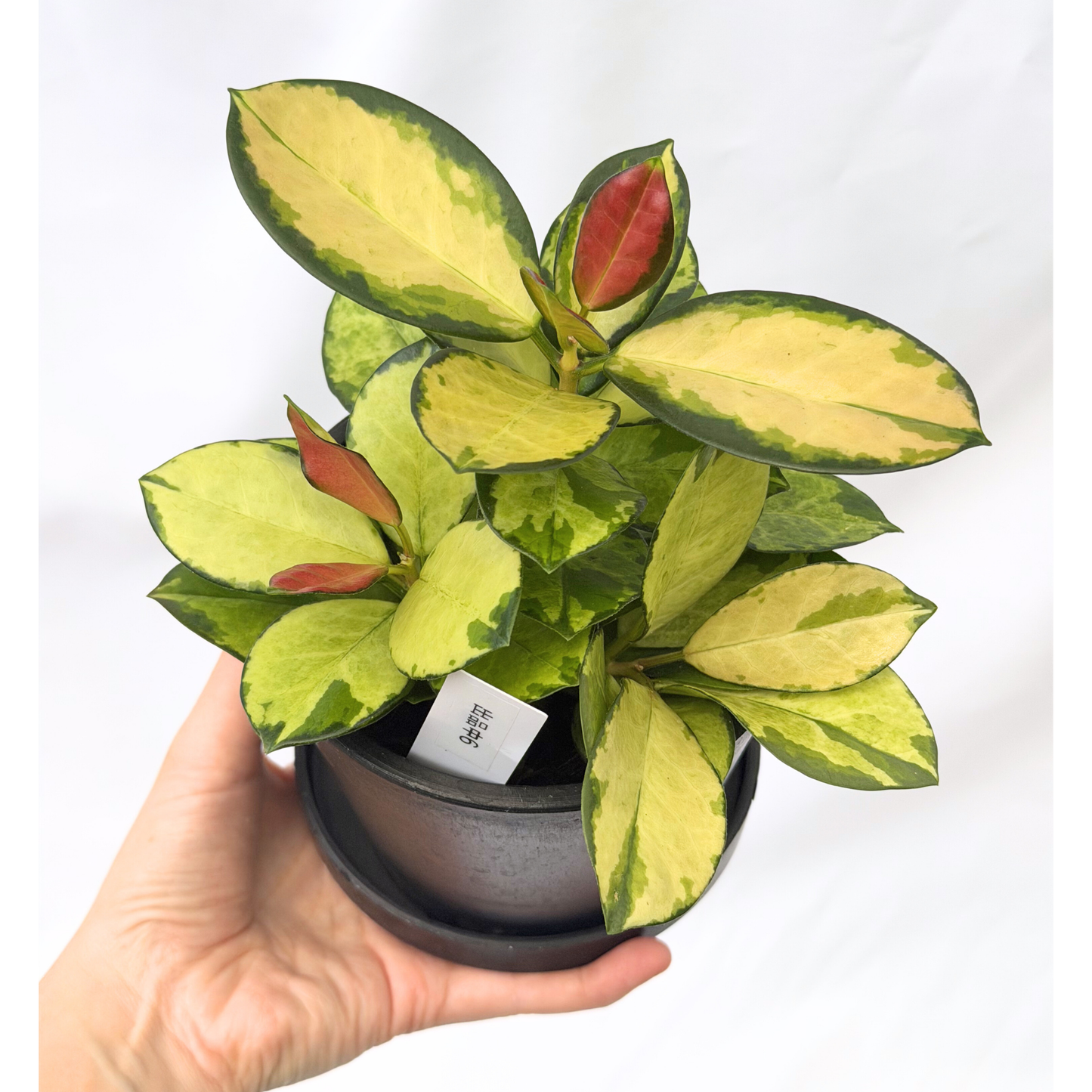 【一点もの】ホヤ オーストラリス リサ 4号 BLACK PLASTIC POT 受け皿付き ねこチップ