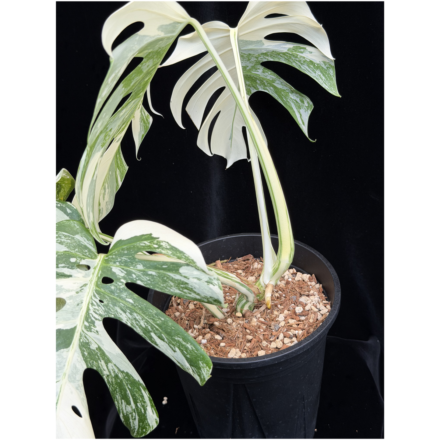 【一点もの】斑入りモンステラ ボルシギアナ　ホワイトタイガー 6号　Monstera borsigiana 'White Tiger'