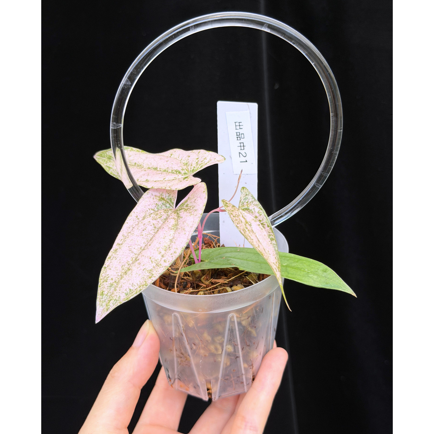 【一点もの】Dioscorea garrettii ‘Pixel’ 2.5号 クリア支柱Sサイズ仕立て ねこチップSS植え 激レア 21