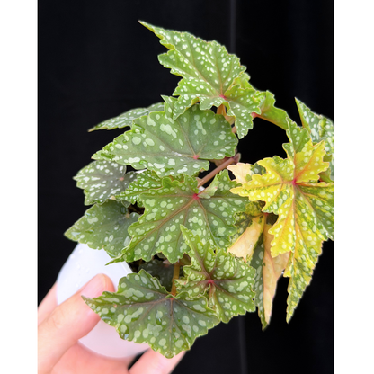 【一点もの】ベゴニア 出雲の煌星 斑入り Izumo no Kiraboshi variegated 希少 激レア 1