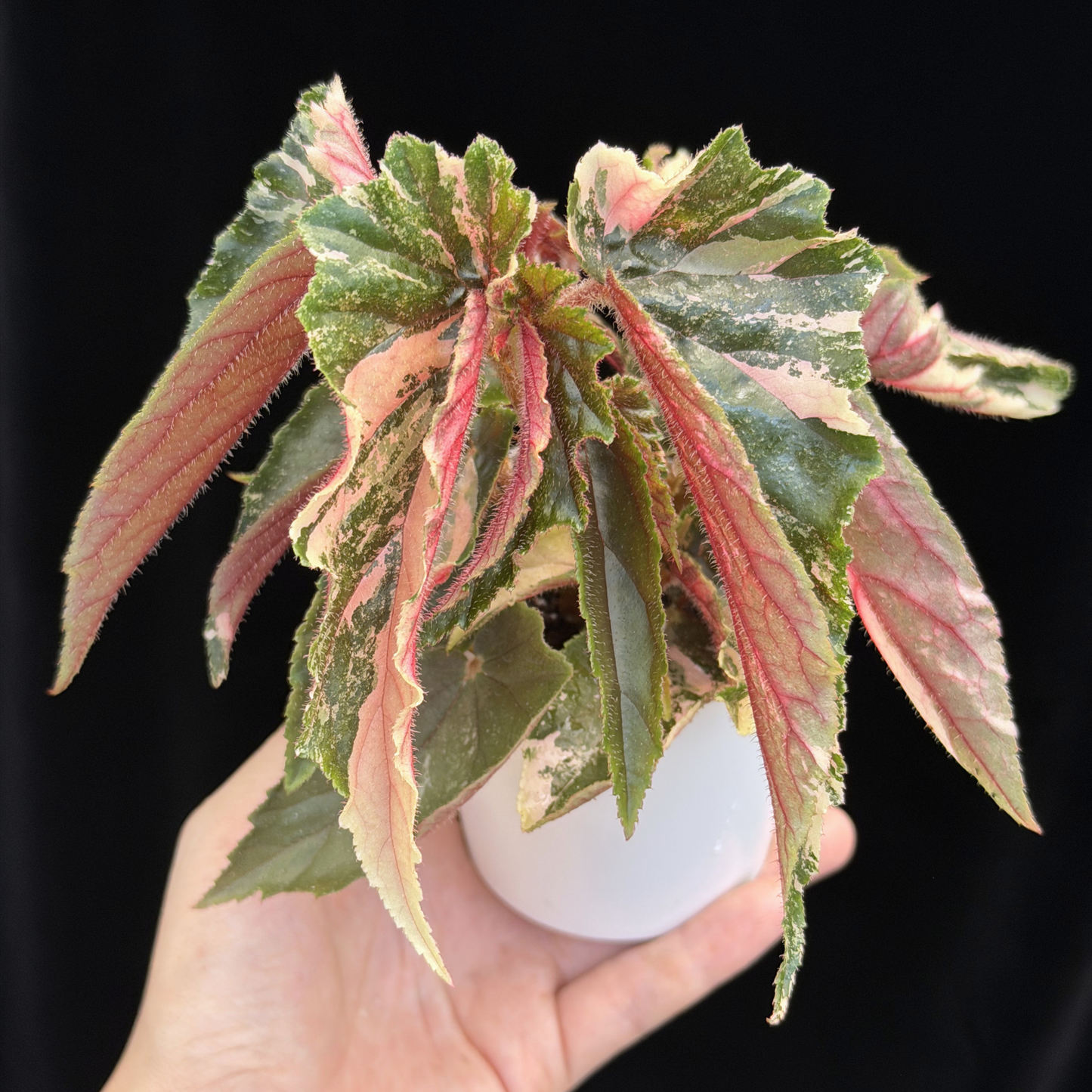 【一点もの】ベゴニア ジニー ギャラクシー Begonia ginny galaxy