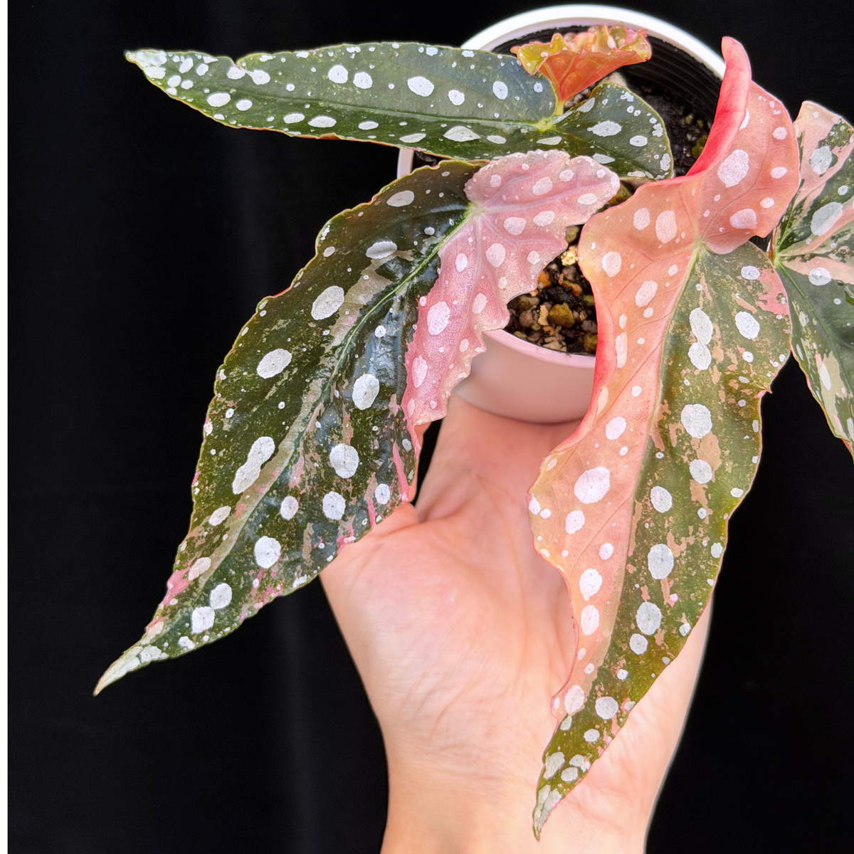 【一点もの】ベゴニア マクラータ ピンク 斑入り 希少 レア　