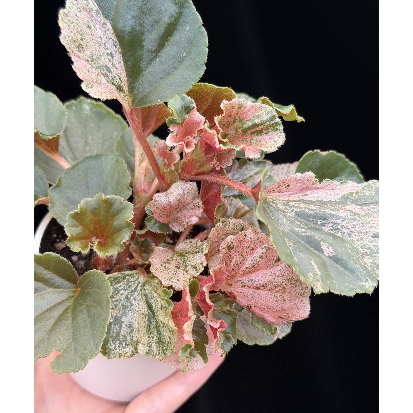 【一点もの】ベゴニア ククラータ ピンク斑入り begonia cucullata Pink variegated 希少 レア