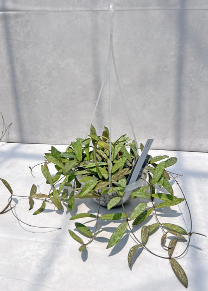 【現品販売】Hoya sigillantis ホヤ シギラティス ネガミエルAIR 5号 透明吊り鉢 ねこチップ 1