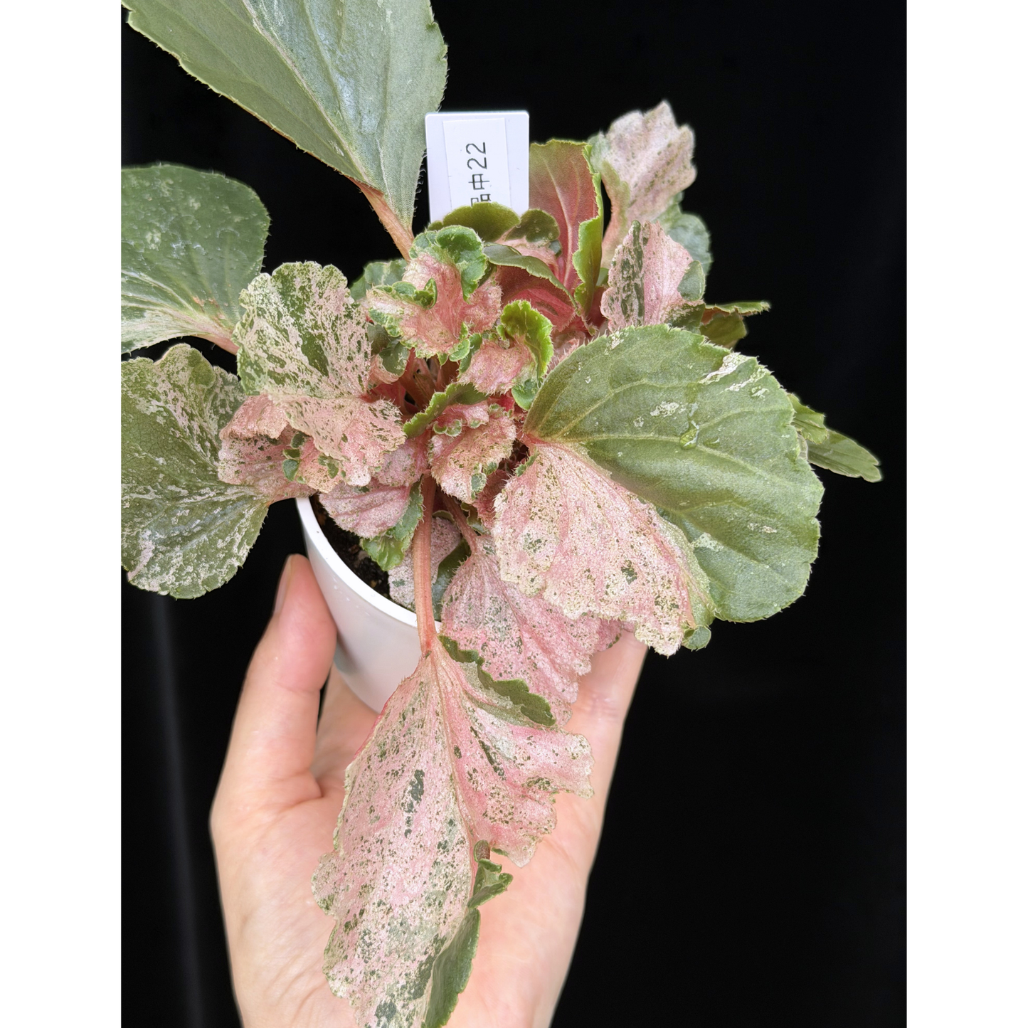 【一点もの】ベゴニア ククラータ ピンク斑入り begonia cucullata Pink variegated 希少 レア 22